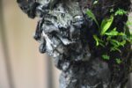 Tree ID 255 : Itoigawa Shimpaku - Image 5