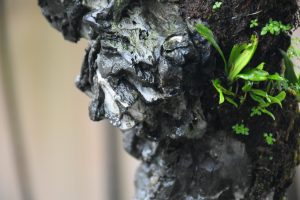 Tree ID 255 : Itoigawa Shimpaku - Image 5