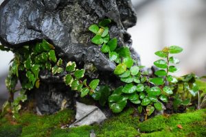 Tree ID 255 : Itoigawa Shimpaku - Image 6