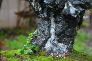 Tree ID 255 : Itoigawa Shimpaku - Image 7