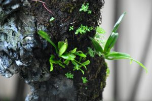 Tree ID 255 : Itoigawa Shimpaku - Image 9
