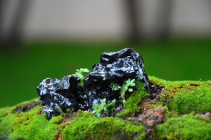 Tree ID 255 : Itoigawa Shimpaku - Image 10