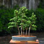 Tree ID 275 : Sekka Hinoki