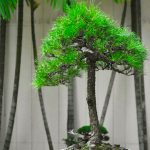 Tree ID 271 : Japanese Blackpine