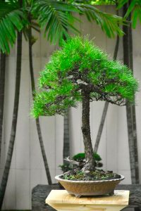 Tree ID 271 : Japanese Blackpine