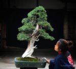 Tree ID 273 : Tosho