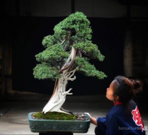 Tree ID 273 : Tosho