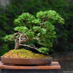 Tree ID 274 : Tsuyama Hinoki