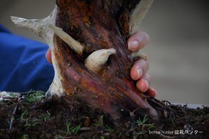 Tree ID 272 : Itoigawa Shimpaku - Image 2