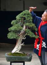 Tree ID 273 : Tosho - Image 5
