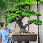 Tree ID 259 : Podocarpus