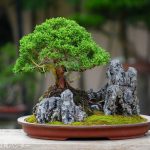 Tree ID 261 : Shimpaku