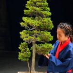 Tree ID 262 : Tsuyama Hinoki