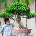 Tree ID 263 : Podocarpus