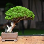 Tree ID 264 : Itoigawa Shimpaku