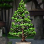 Tree ID 266 : Tsuyama Hinoki