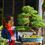 Tree ID 268 : Shimpaku