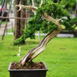 Tree ID 269 : Itoigawa Shimpaku