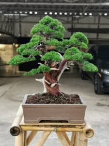 Tree ID 272 : Itoigawa Shimpaku - Image 4