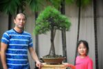 Tree ID 271 : Japanese Blackpine - Image 3