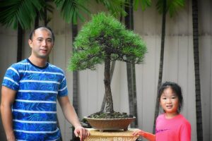 Tree ID 271 : Japanese Blackpine - Image 3