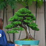 Tree ID 270 : Hinoki Cypress (Tsuyama)