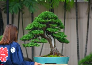 Tree ID 270 : Hinoki Cypress (Tsuyama)