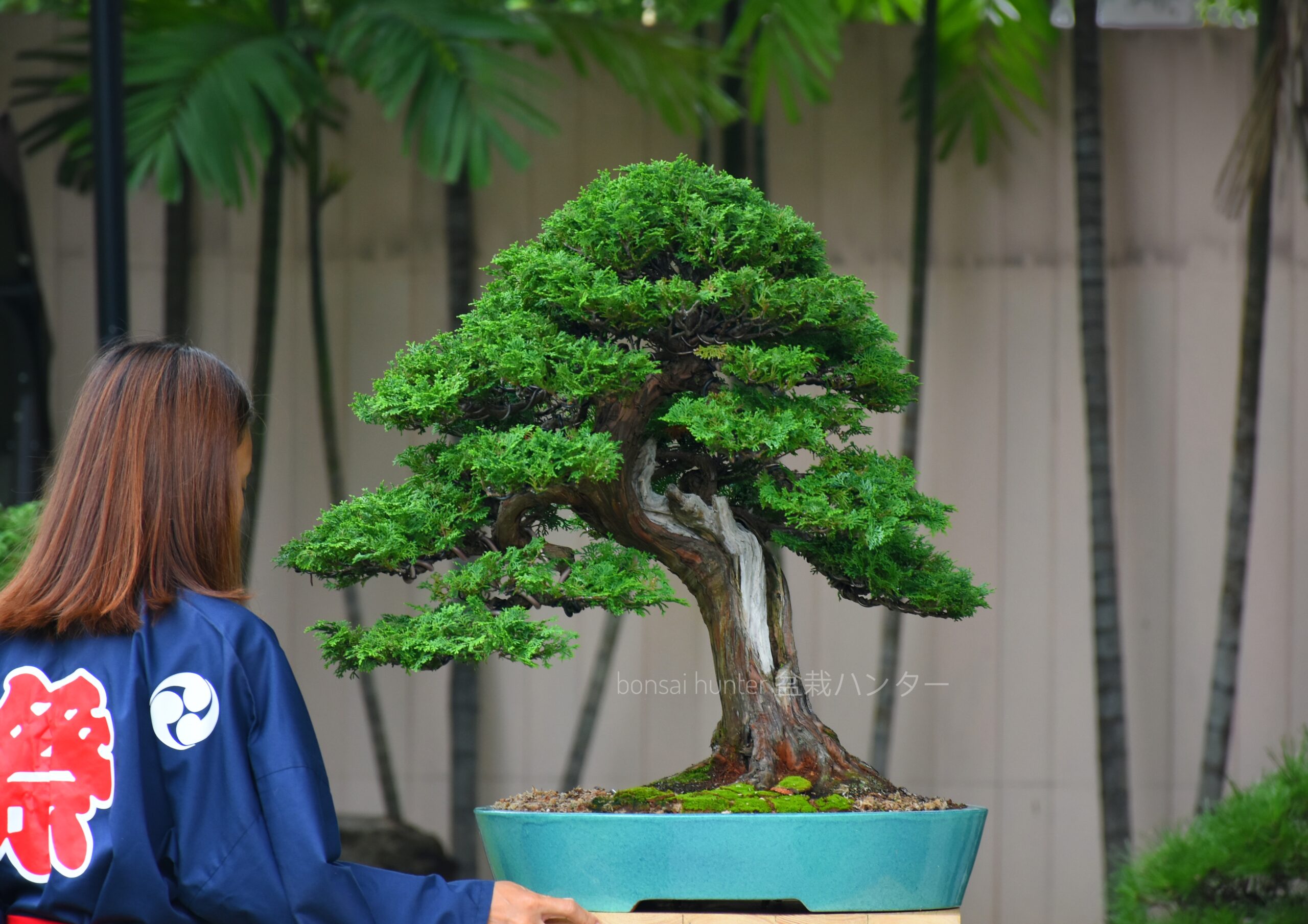 DSC_2101-01 Tree ID 270 : Hinoki Cypress (Tsuyama) - Image 1