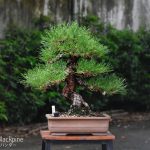 Tree ID 275 : Japanese Blackpine