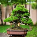 Tree ID 280 : Japanese Black Pine