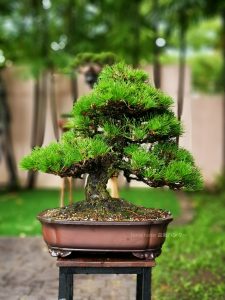 Tree ID 280 : Japanese Black Pine