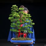 Tree ID 290 : Hinoki