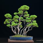 Tree ID 293 : Shimpaku