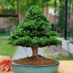 Tree ID 294 : Hinoki