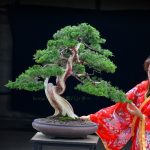 Tree ID 278 : Shimpaku