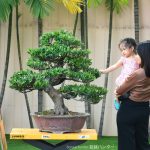 Tree ID 279 : บอนไซสนใบพาย