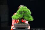 Tree ID 280 : Japanese Black Pine - Image 3