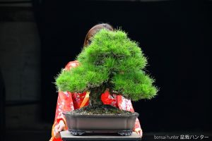 Tree ID 280 : Japanese Black Pine - Image 3
