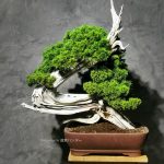 Tree ID 281 : Shimpaku Itoigawa