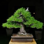 Tree ID 282 : Japanese Black Pine