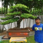 Tree ID 283 : บอนไซสนใบพาย
