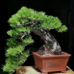 Tree ID 284 : Japanese Black Pine