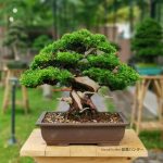 Tree ID 285 :  Shimpaku Itoigawa