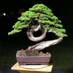 Itoigawa Shimpaku Master Kimura's bonsai
