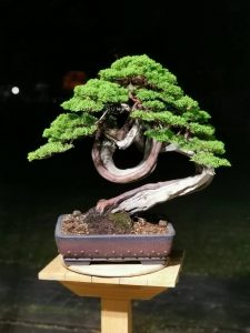 Itoigawa Shimpaku Master Kimura's bonsai