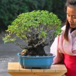 Tree ID 305 : Keyaki japanese Elm