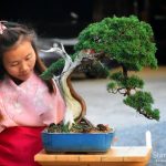 Tree ID 289 : Shimpaku