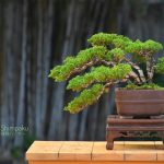 Tree ID 307 : Shimpaku