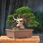 Tree ID 310 : Shimpaku