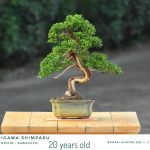 Tree ID 311 : Shimpaku